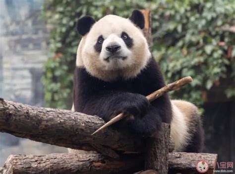 大熊猫饲养员的“特殊体质”_高清1080P在线观看平台_腾讯视频
