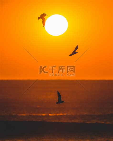 一群鸟儿在夕阳西下的海上飞翔。高清摄影大图-千库网