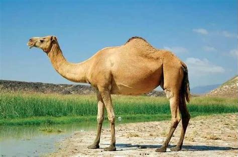 瘦死的骆驼比马大？这种马比骆驼还大！_夏尔马