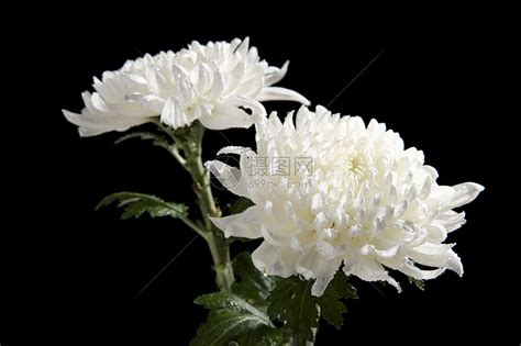 白色菊花高清图片下载-正版图片501275077-摄图网