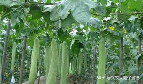 丝瓜高产优收的种植技术 - 知乎