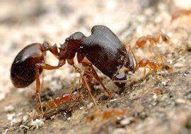 全异巨首蚁盲切叶蚁活体蚂蚁超大蚂蚁工坊城堡宠物科普教育_虎窝淘