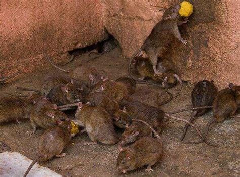 中国老鼠吃人的真实事件！（清代奇案）_动物百科_毒蛇网