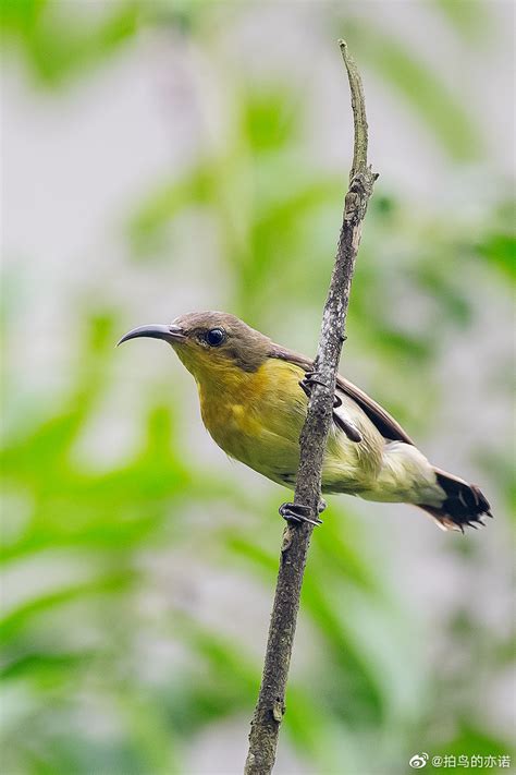 2020年广西新增3种地区鸟类记录 南宁记录到珍稀动物中华秋沙鸭种群-国际在线