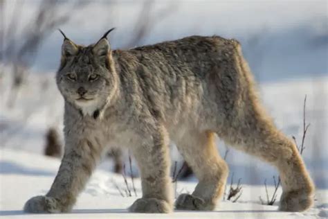 科学网—《山海经》中的古动物“九尾狐”是猞猁 - 王家冰的博文