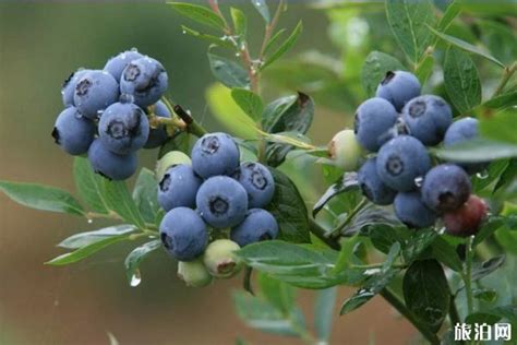 蓝莓树下新希望 - 今日重庆网