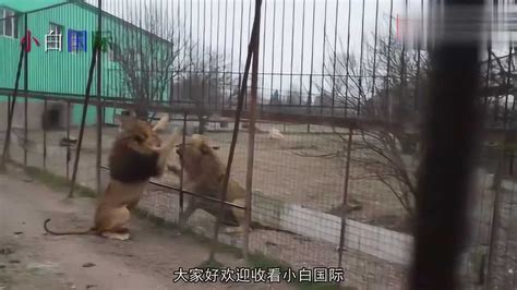 两头雄狮互看不顺眼，天天隔着围栏打架，狮子：有本事你过来呀！_腾讯视频