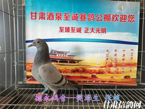 甘肃三峡国际赛鸽公棚5月18日幼鸽入棚照【不断更新中…】－甘肃三峡国际赛鸽公棚