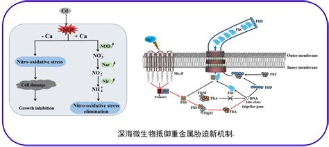 科研进展丨No.41：陈坤明教授团队综述重金属转运蛋白及其在植物修复领域的应用_调控