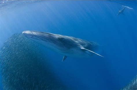 世界十大巨型动物，鲸鱼上榜多种，第一体重可超180吨_排行榜123网