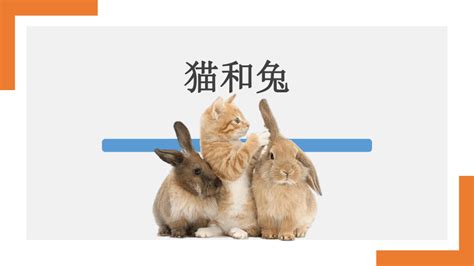 人教鄂教版（2017秋）一 年级上册科学课件-2.5 猫和兔 （课件 共16张PPT）-21世纪教育网