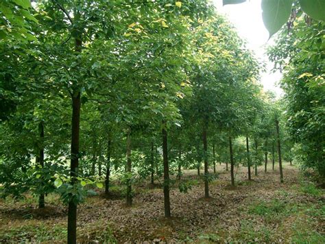 绿化苗木品种大全图册-园林杂谈-长景园林网