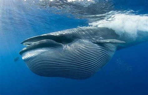 摄影师拍到鲸鱼竖着睡觉画面 入围大奖_手机新浪网