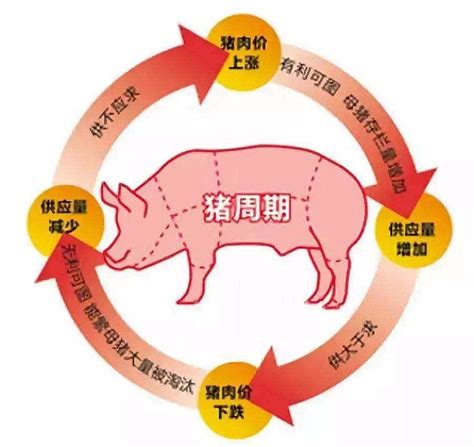 猪周期与存栏分析 一、历年猪周期行情如何演绎1、历史上的五次猪周期波动从2002年至今，我国一共经历了5轮猪周期，每轮猪周期持续时间3-4 ...