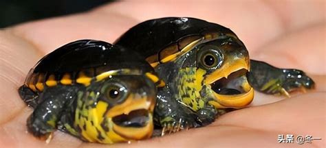 最容易暴毙的龟排名：马来龟排名第一，豹纹陆龟上榜 - 十大排行 - 酷奇猫