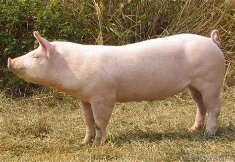 如何让猪群更加健康？_养猪经验_中国保健养猪网