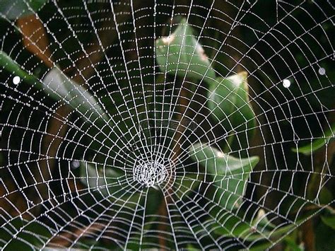 自然网络蜘蛛高清图片下载-正版图片307770297-摄图网
