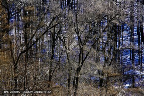 春寒料峭,森林植被,自然风景,摄影素材,汇图网www.huitu.com