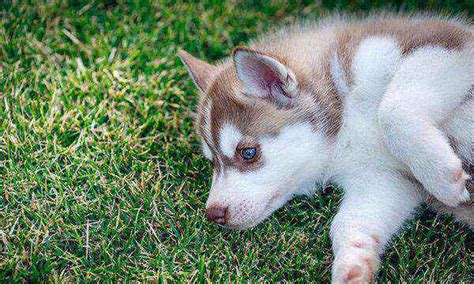 阿拉斯加雪橇犬幼犬活体纯种宠物犬活体黑色灰色熊版桃脸阿拉斯加-阿里巴巴
