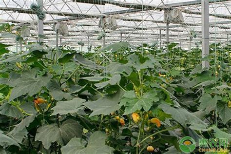 南瓜种植技术与管理如何打芯 - 农村网