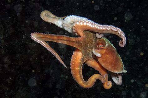 章鱼是外星生物？它们竟轻松通过人类认知测试_手机新浪网