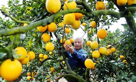 以橙为媒 带动更多农民致富——探访2021赣南脐橙博览会展厅瑞金馆-赣州市林业局-关注森林网