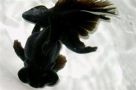 十大常见冷水观赏鱼，金鱼上榜，第二是会游泳的艺术品。(2)_排行榜123网
