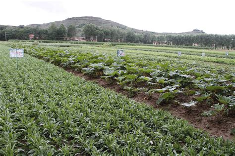 桔梗种苗种植方法 - 行业资讯 - 亳州市畅农中药材种植有限公司 - 八方资源网