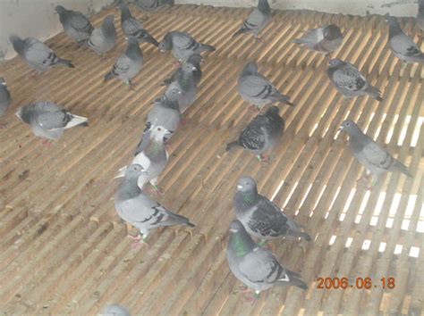 贵州天河赛鸽中心赛鸽图片--中国信鸽信息网相册
