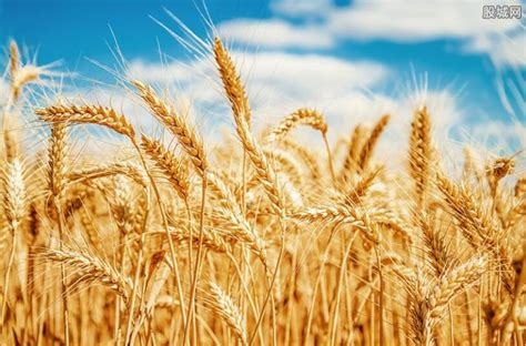 2021年小麦最低保护价格是多少？附小麦最新行情介绍 - 惠农网