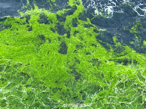 大海变“草原”！专家称青岛浒苔可能会长期存在于近海-千龙网·中国首都网