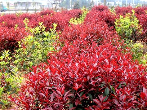 红叶石楠苗如何选购与栽培-种植技术-中国花木网