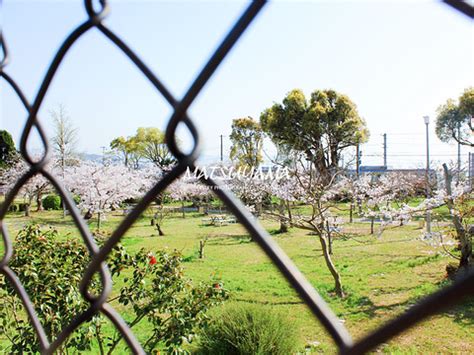 日本梅津寺町图片