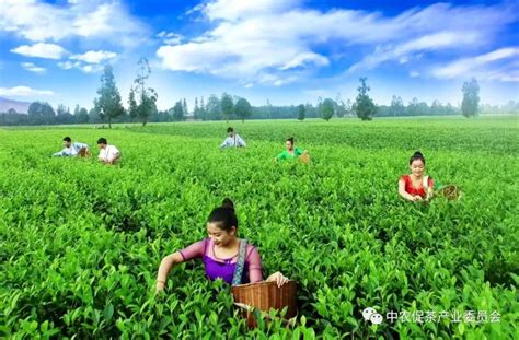 临沧茶叶种植数据(临沧茶叶市场调研数据) - 品茶喝茶 - 金档茶百科