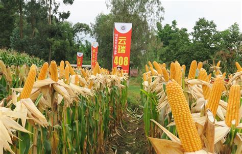 绿色高效玉米新品种选育及产业化示范项目科技成果展示会在楚雄牟定召开