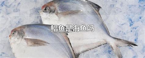 鲳鱼是海鱼还是淡水鱼,王特昌,海水(第2页)_大山谷图库