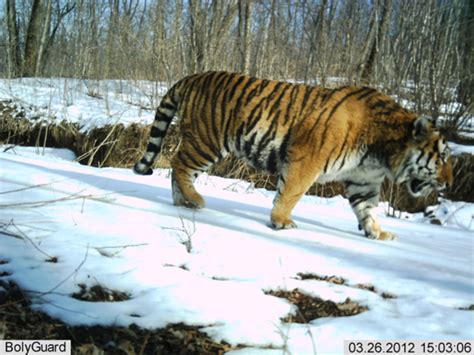 吉网记者深入吉林珲春、汪清自然保护区探寻东北虎豹的踪迹