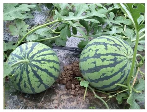 来自西瓜种植高手的这三个经验，早春茬正好用上，一定学会！-长江蔬菜