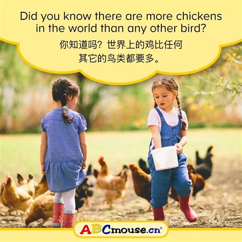 10个关于鸡你不知道的小趣事！鸡年春节讲给孩子听 | 腾讯ABCmouse腾讯版-少儿英语学习|儿童英语在线|在线英语学习