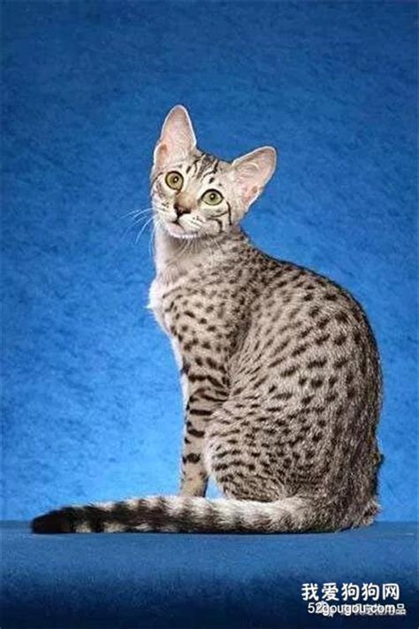 一组让你大开眼界的宠物猫品种图片 – 蓝云宠物网