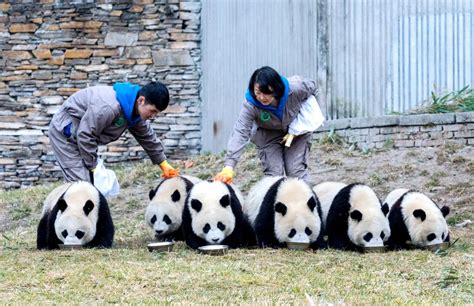 大熊猫被饲养员用竹竿拍打？园方致歉