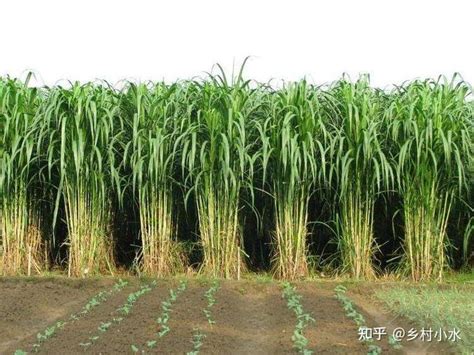 皇竹草被称为“牧草之王”，亩产25吨，我国哪些地方能种植？ - 知乎