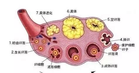左侧卵巢可见黄体回声是什么意思-有来医生