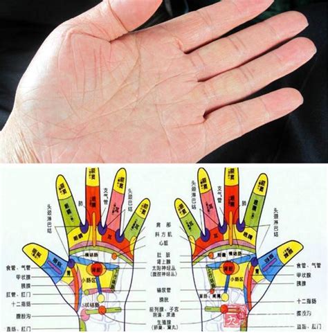 手掌小鱼际位置图图片 手掌小鱼际位置图图片