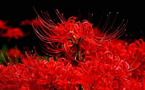 彼岸花的花语是什么?彼岸花的寓意和象征-花卉百科-中国花木网