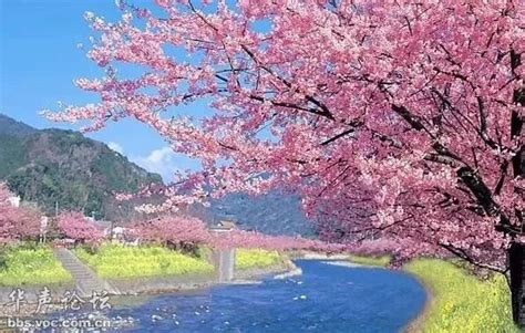 日本樱花开得最早的地方 - 异域风情 - 华声论坛