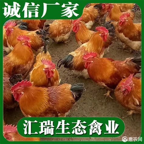 中国畜牧业协会禽业分会大数据分享：我国2016年存栏多少蛋鸡？2017年走势如何？ - 蛋鸡养殖(饲养管理,疾病防控) 鸡病专业网论坛