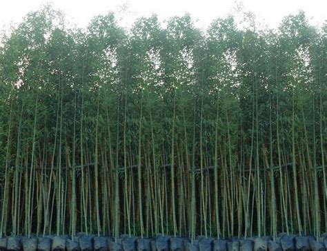 园林常见24种竹子品种 景观设计常绿植物 遮挡树木-绿宝园林网