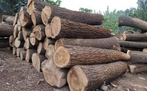 国产硬杂木 - 木材圈