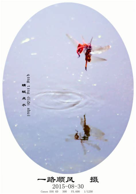 蜻蜓点水摄影图__花草_生物世界_摄影图库_昵图网nipic.com